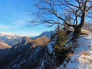 46 Maestoso faggio secolare radicato a precipizio sulla Val Parina 